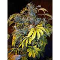 Read Ice cannabis seeds Reviews